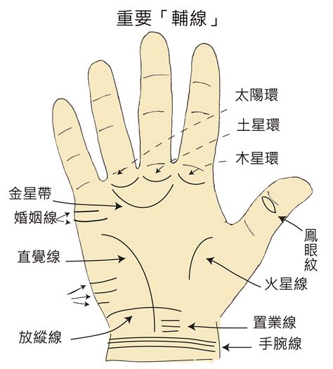 貴人圖|手掌中的輔助紋——貴人線(圖) 生命線 